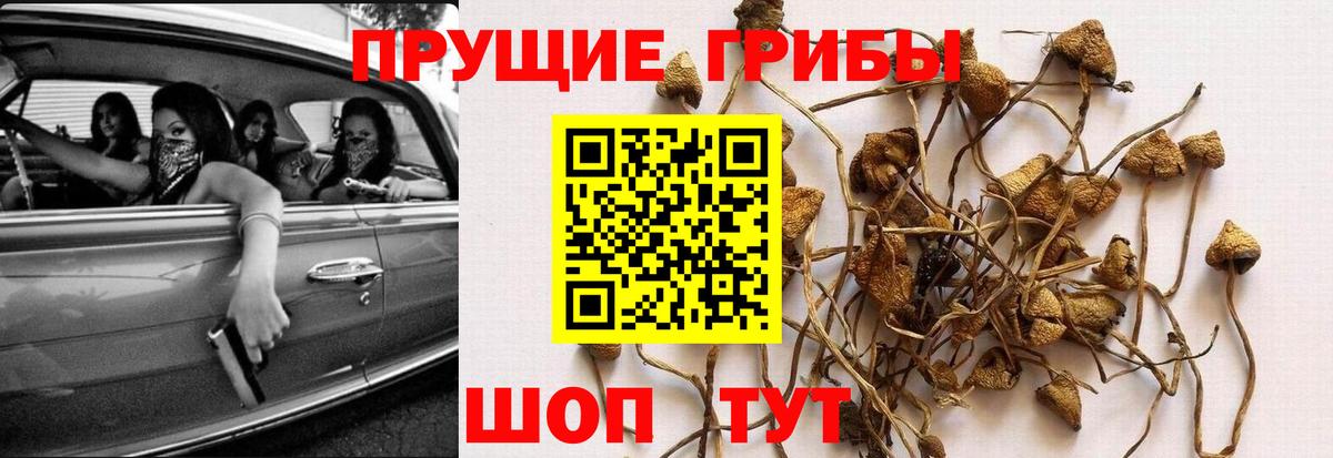 Псилоцибиновые грибы GOLDEN TEACHER  купить наркоту  Комсомольск-на-Амуре  Вход с VPN 